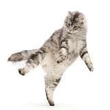 Silver tabby cat jumping up