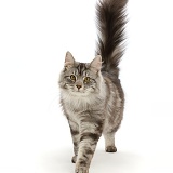 Silver tabby cat walking