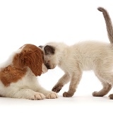 Cavalier puppy, head-to-head with playful kitten
