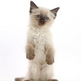 Ragdoll x Siamese kitten standing with paws held loose