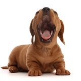 Red Dachshund puppy yawning