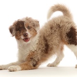 Red merle Cadoodle puppy, 10 weeks old, in play-bow