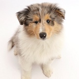 Rough Collie puppy sitting and looking up