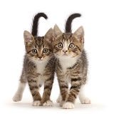 Tabby kittens with big eyes, walking together