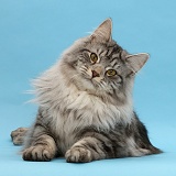 Silver tabby cat on blue background