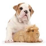 Bulldog puppy and ginger Guinea pig