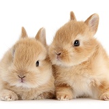 Two cute baby sandy bunnies