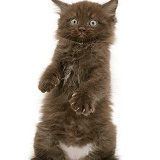 Chocolate kitten standing on hind legs