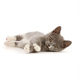 Blue-and-white Ragdoll-cross kitten, lying on side