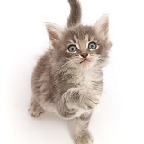 Tabby kitten, sitting looking up with raised paw