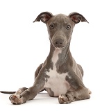 Blue Italian Greyhound puppy, 4 months old