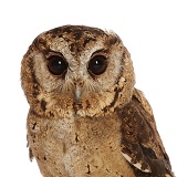 Young Indian Scops Owl