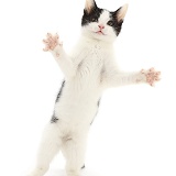 Black-and-white kitten standing up on hind legs and reaching
