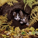 Kittens looking out of a hollow log