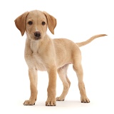Yellow Labrador puppy, standing