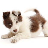 Playful Brown-and-white Border Collie puppy