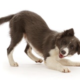 Blue and white Border Collie puppy in play-bow