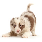 Playful Border Collie puppy, 6 weeks old