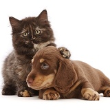Chocolate tortoiseshell kitten and Dachshund puppy