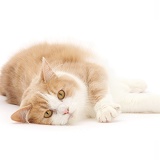 Siberian cat lying on her side