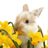 Baby bunny among daffodils