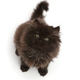 Chocolate brown fluffy kitten, sitting and looking up