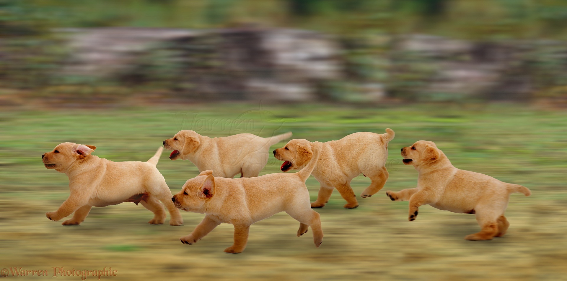 Dogs: Yellow Labrador puppies running photo WP00080