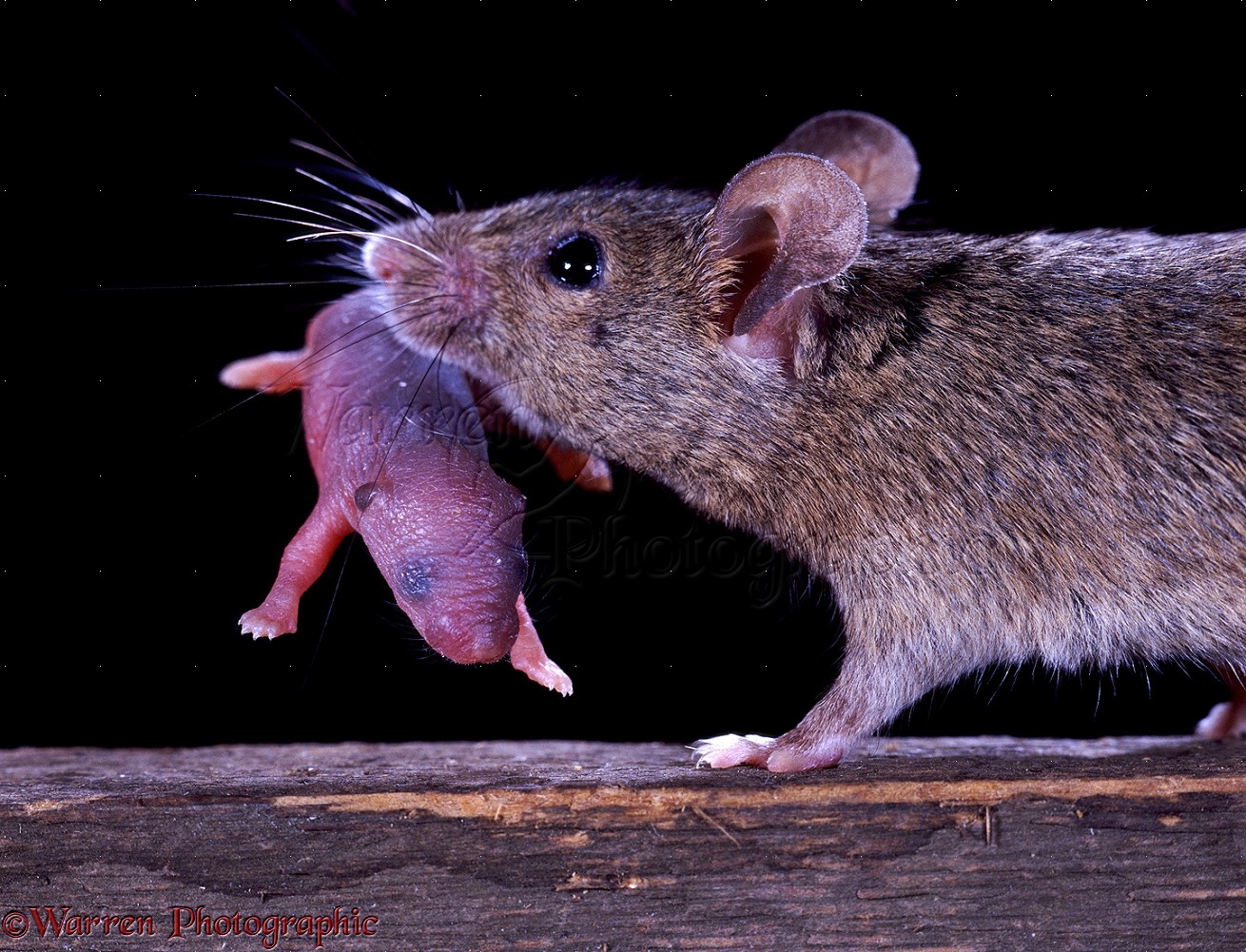 House mouse carrying baby photo WP06634