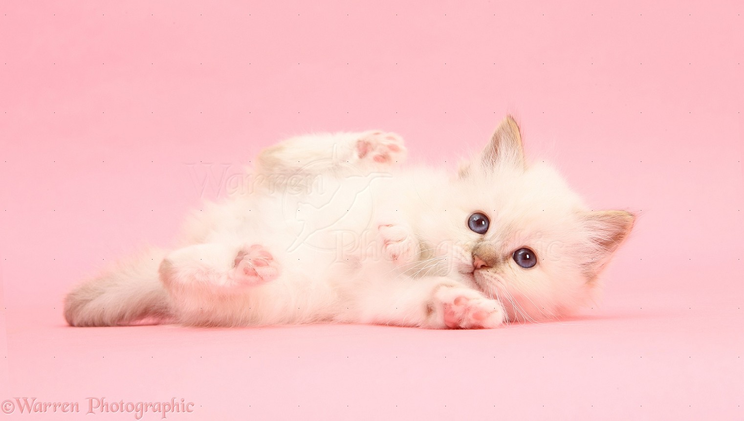 Không có gì thư giãn hơn khi nhìn vào một hình nền mèo cún màu trắng tinh khiết trên nền hồng đẹp mê hoặc. Với các chi tiết tinh tế và sống động, các hình ảnh này sẽ khiến cho màn hình của bạn trở nên độc đáo và phong cách. Hãy đến để xem một thế giới của những chú mèo cưng điềm đạm và thanh thản hơn.