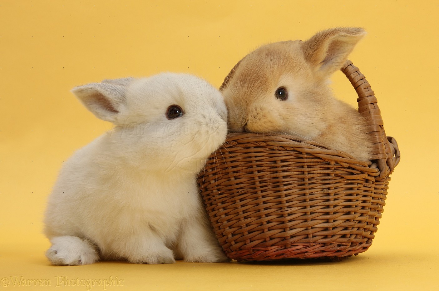 Sandy and white rabbits with basket photo WP33634