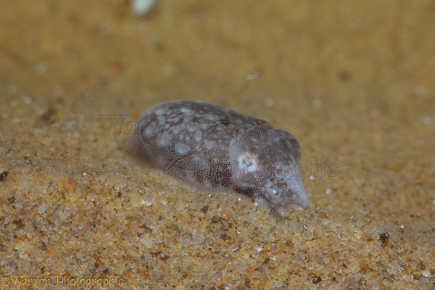 Baby Cuttlefish photo WP34064