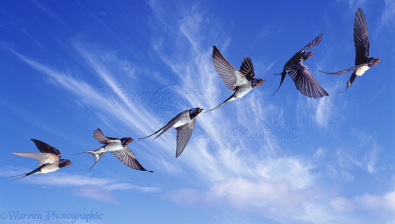 Swallow in flight series photo WP38432