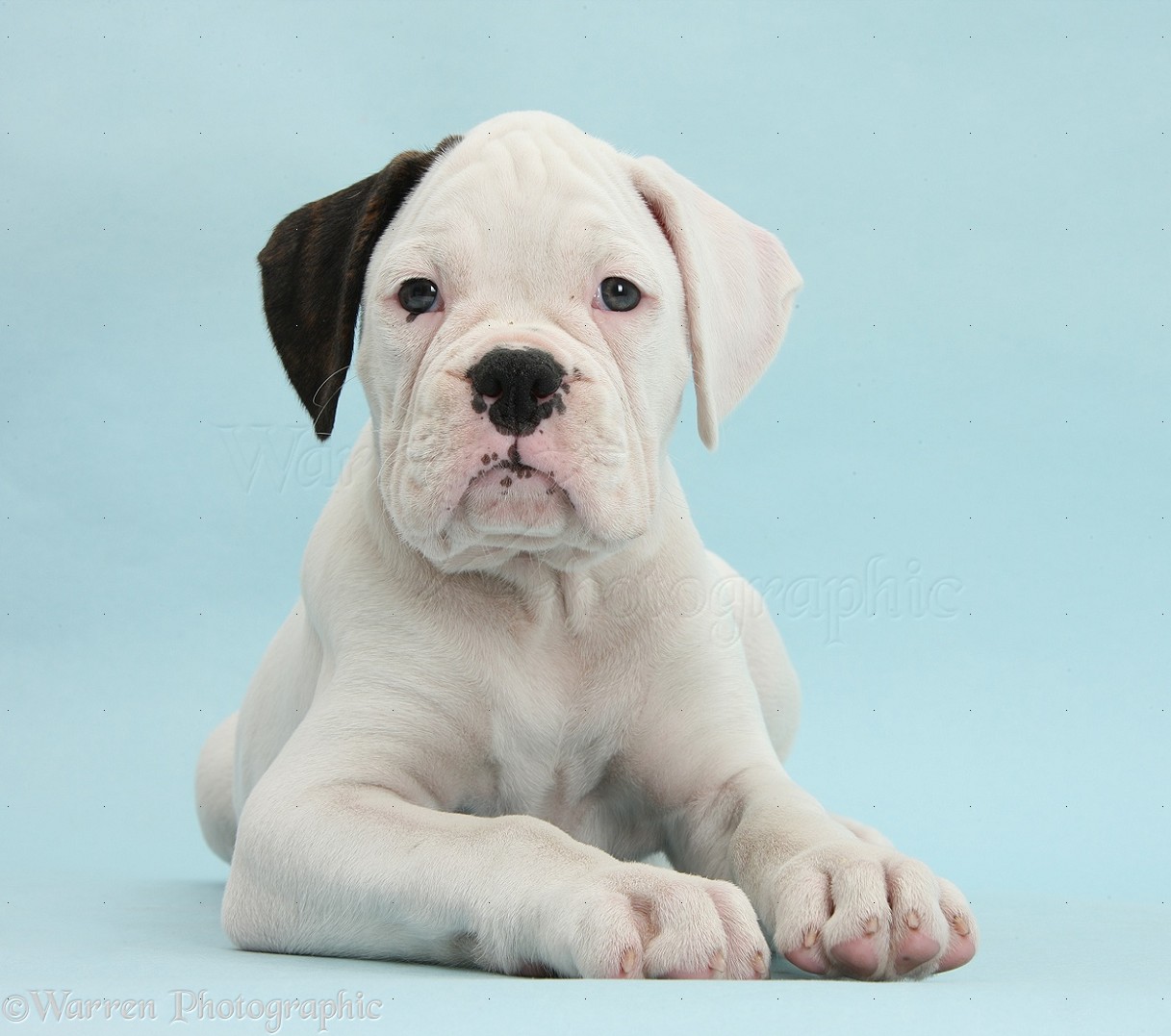 Dog: Black eared white Boxer puppy on blue background photo WP38645