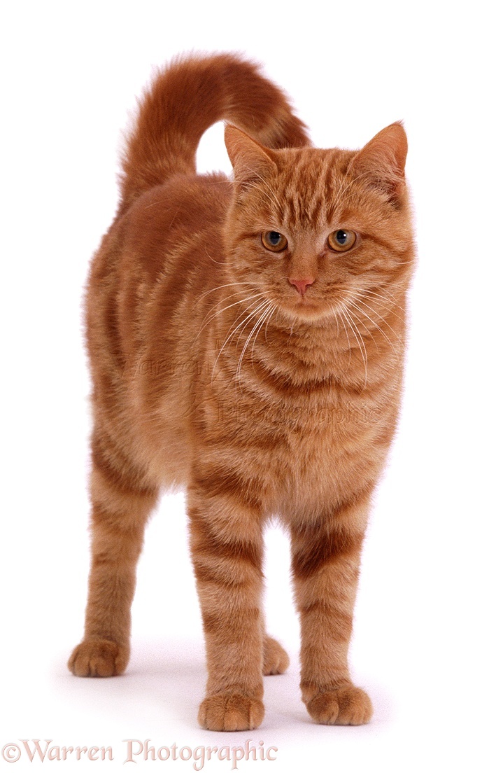 Ginger tom cat photo WP02166