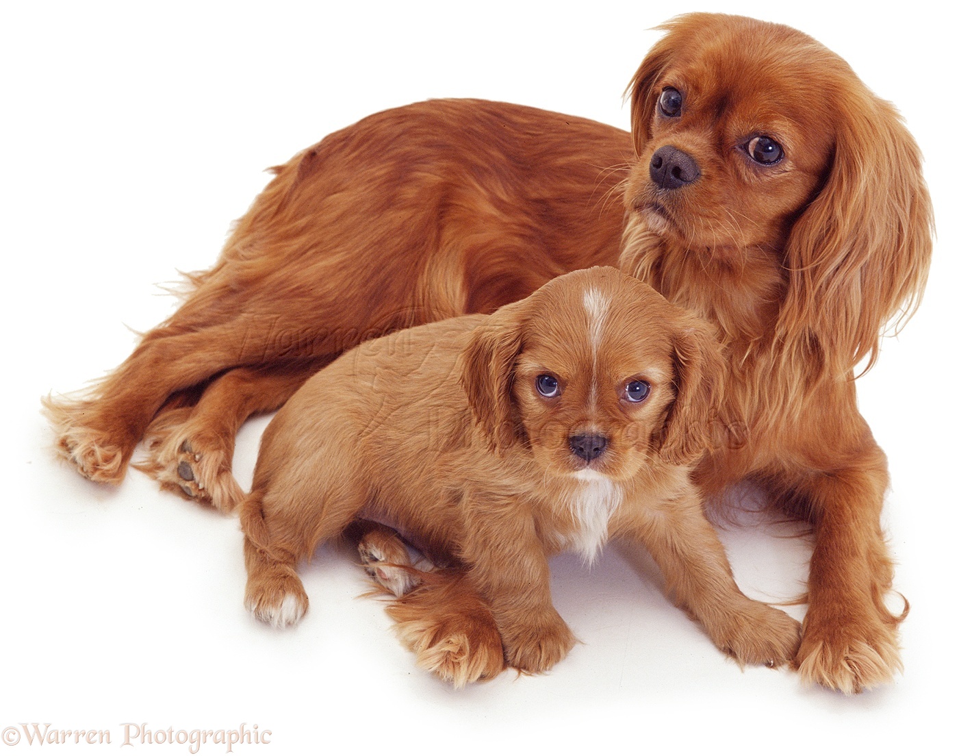 Dogs: Ruby Cavalier King Charles Spaniel mother and pup photo WP03020