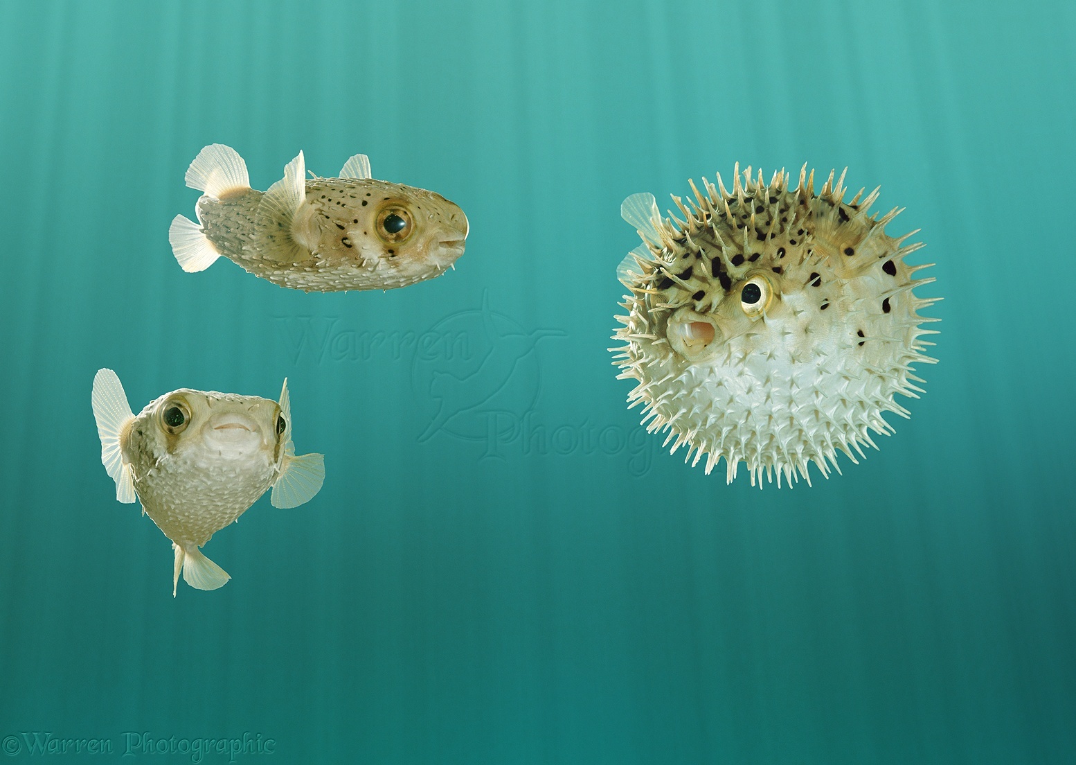 Pufferfish normal & inflated photo WP03913