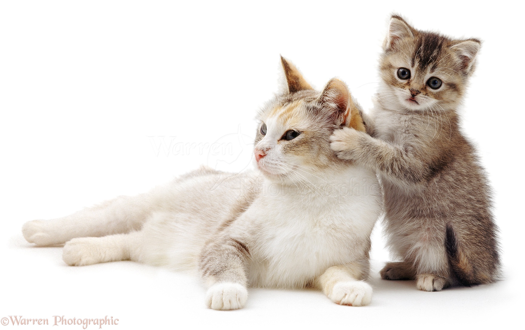 Cute Animals Pictures | Cute Cat and Kitten, WP04286.