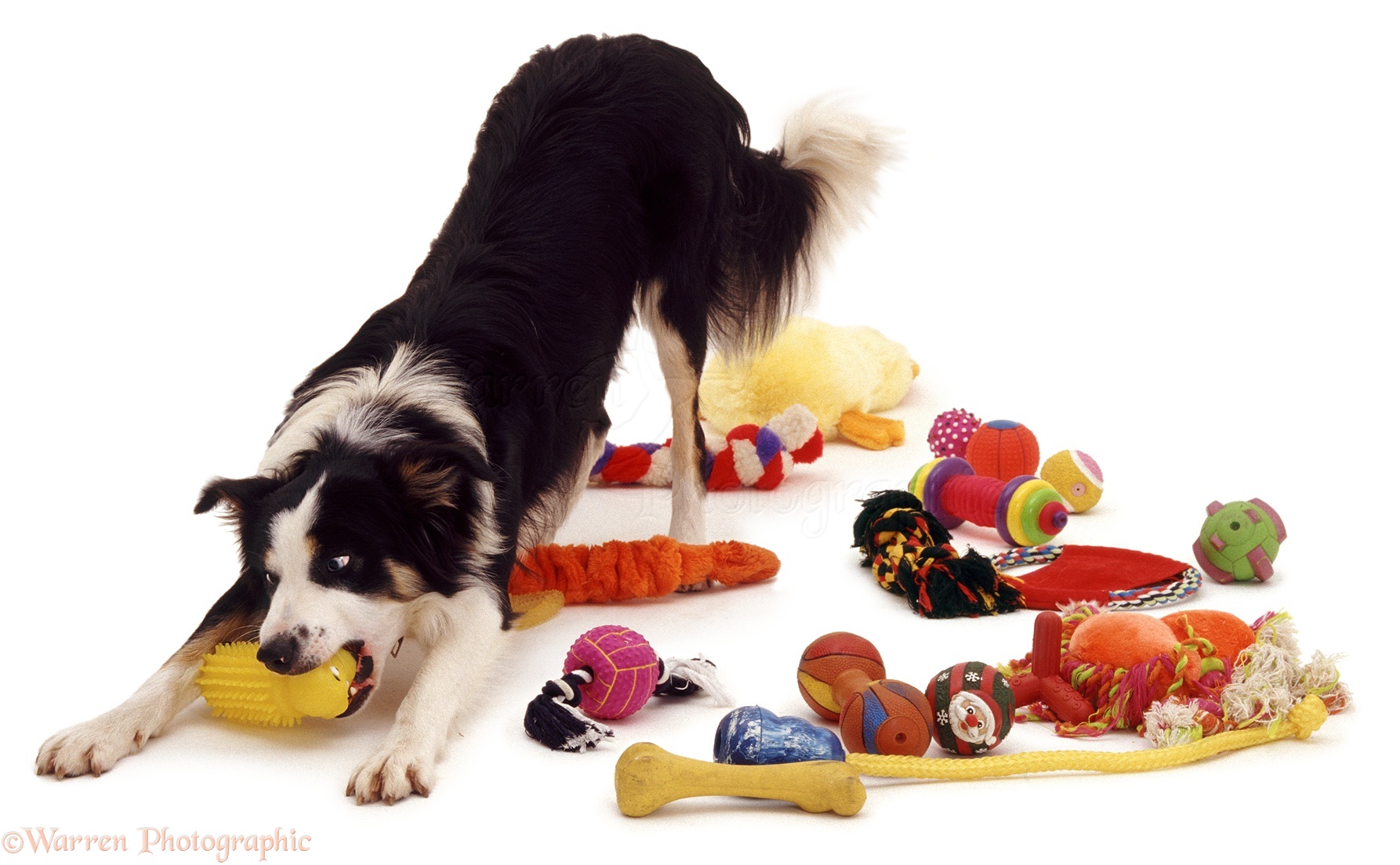 05476-Border-Collie-with-toys-white-back