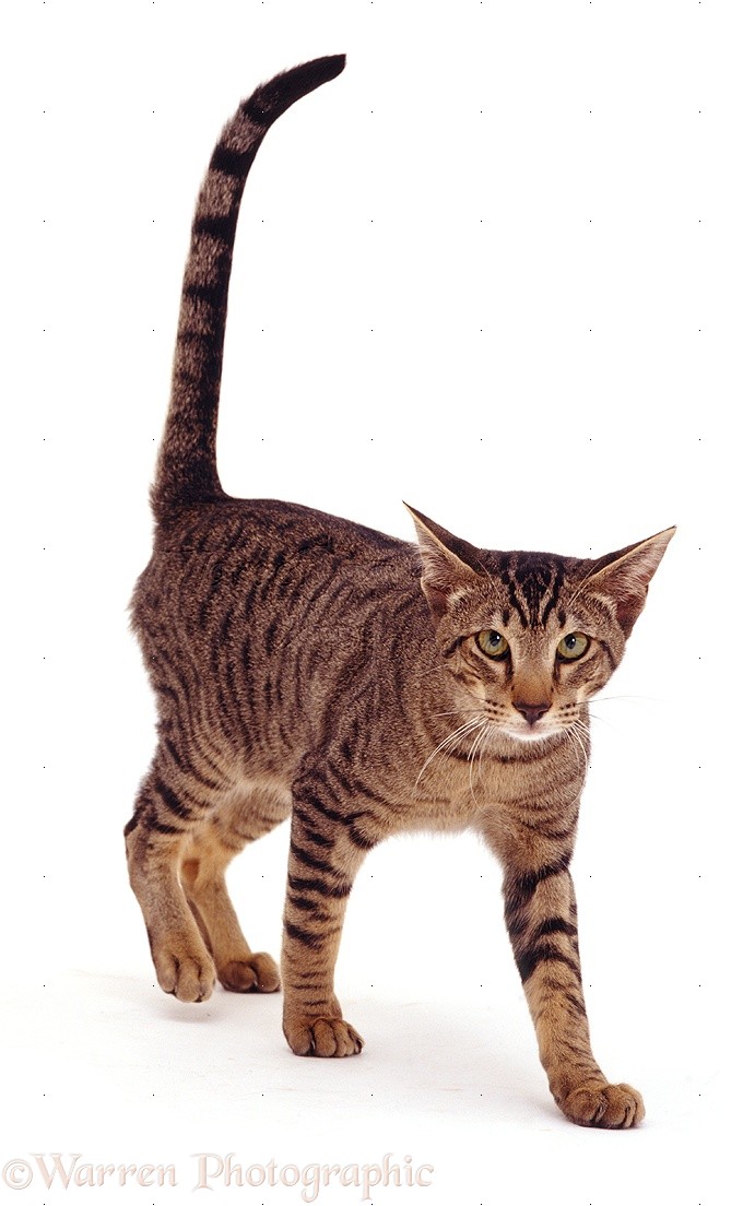 Oriental brown spotted tabby cat photo WP07509