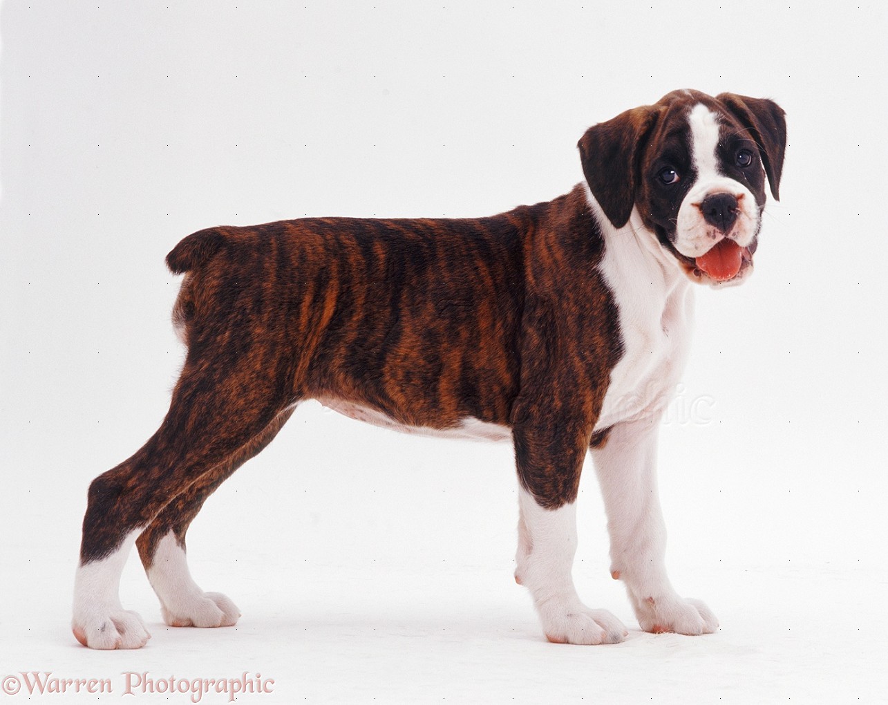 Dog: Brindle-and-white Boxer pup photo WP08023