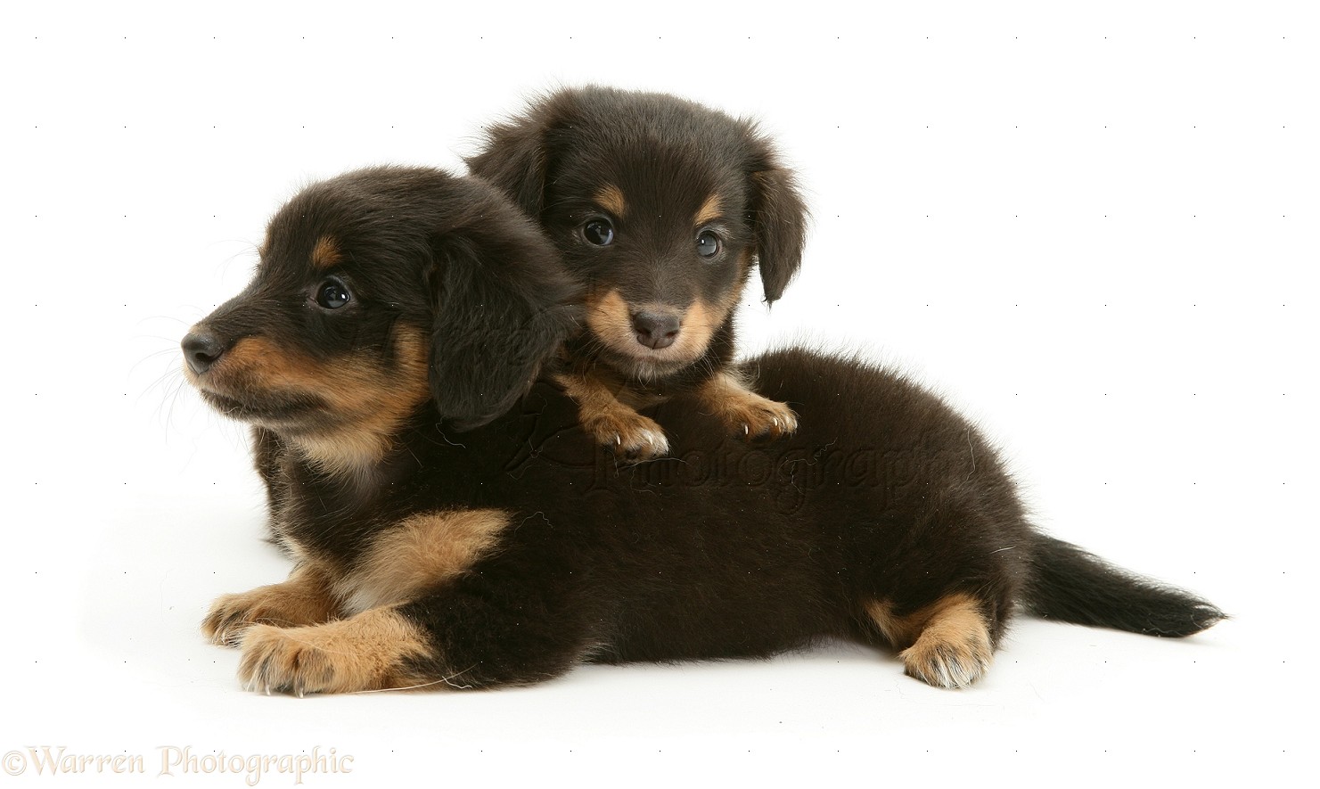 Dogs: Dachshund cross pups photo WP09768