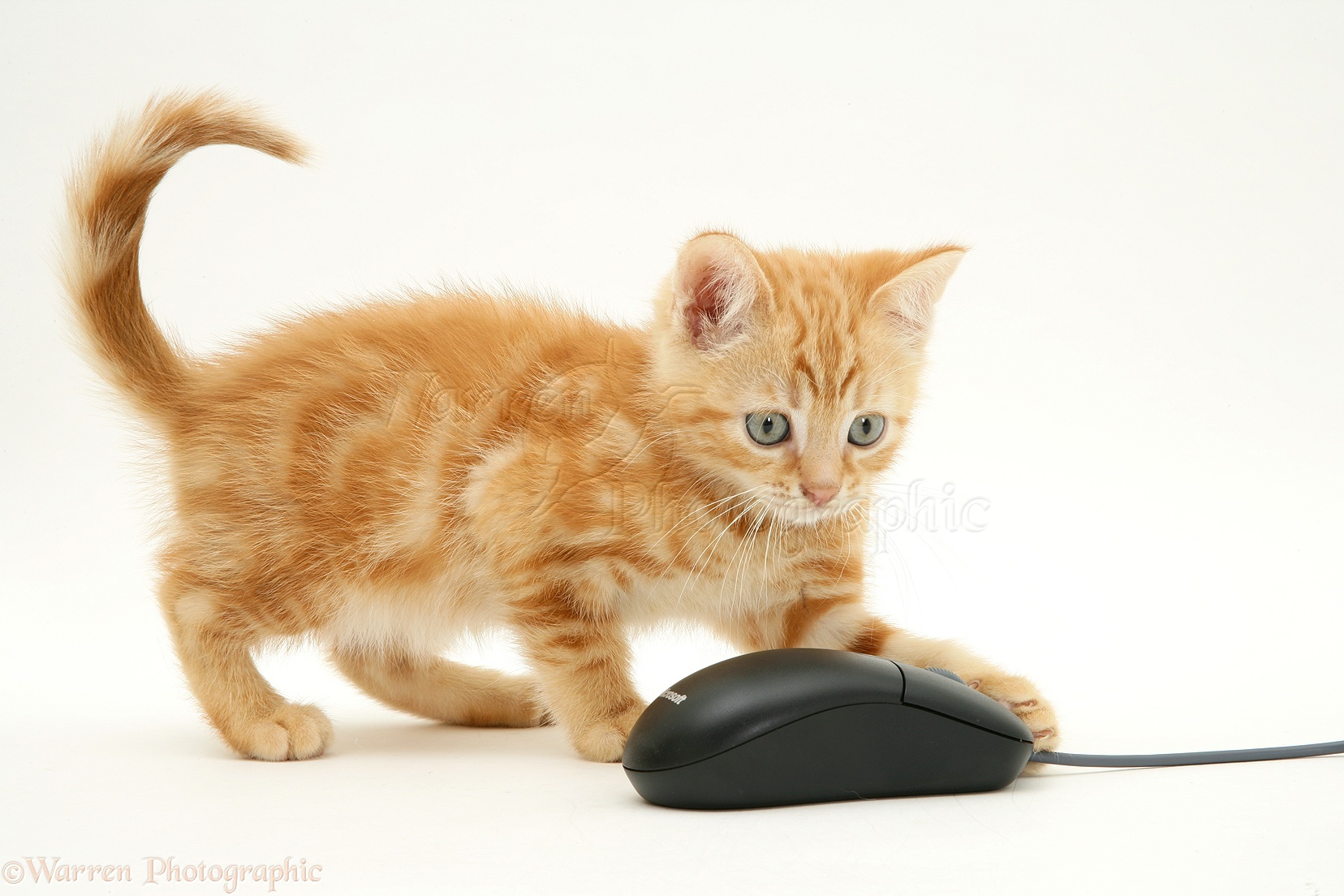 Ginger kitten with computer mouse photo WP09802