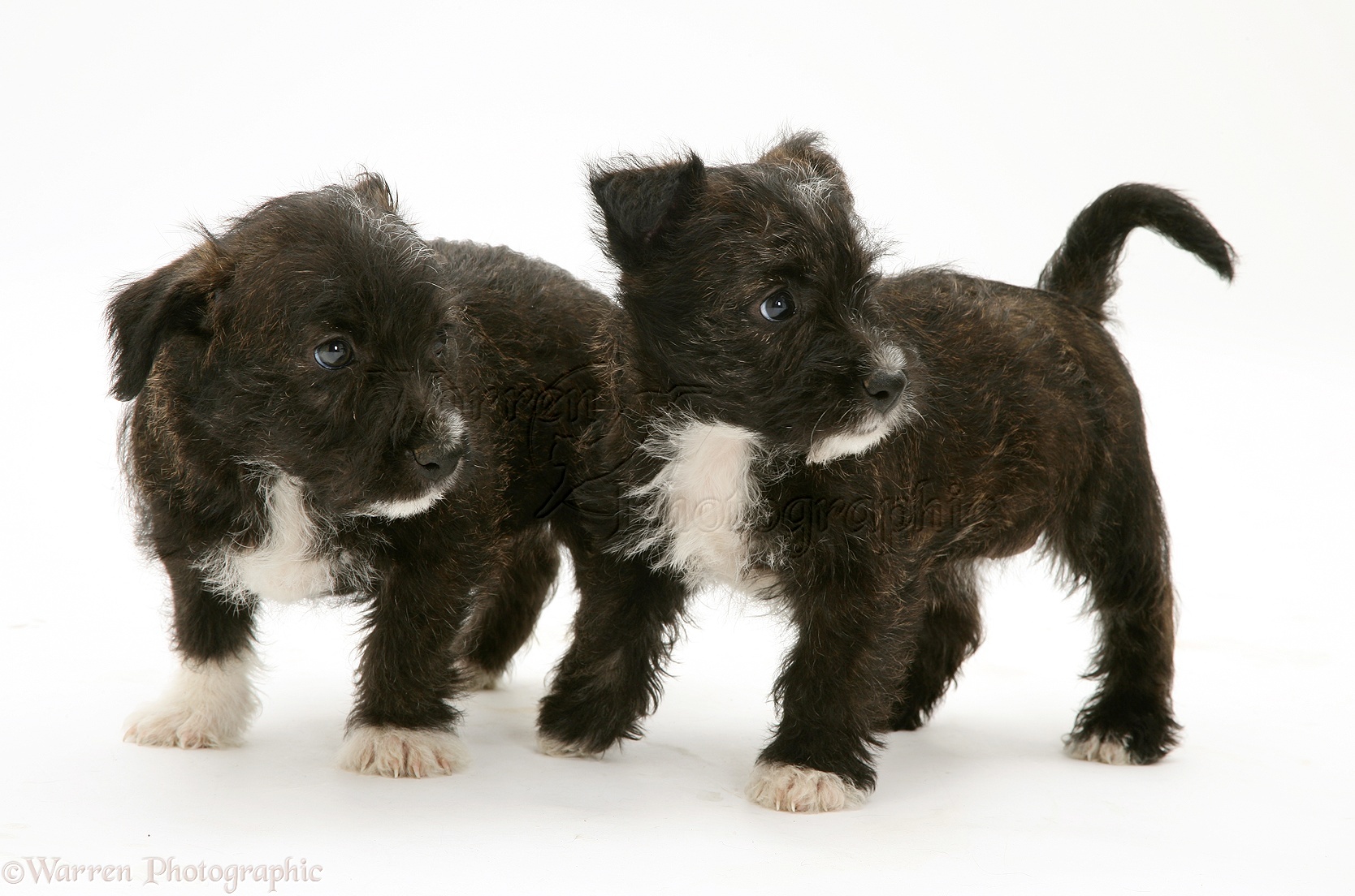 Dogs: Two Westie x Jack Russell pups photo WP10388