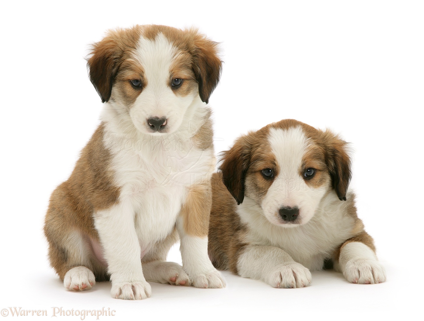 Dogs: Sable-and-white Border Collie pups photo WP10925