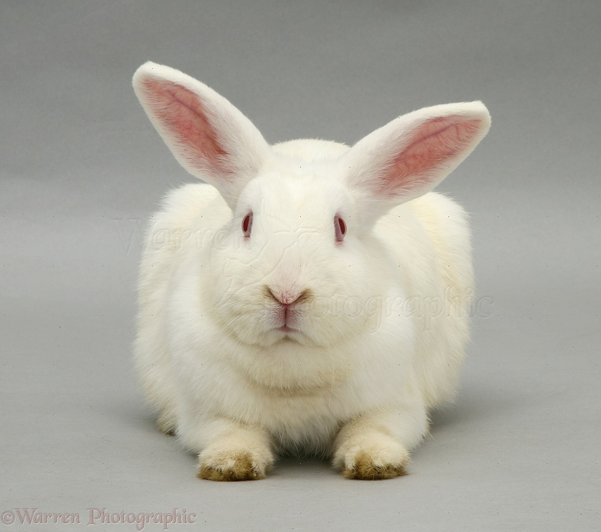 WP11728 White rabbit.