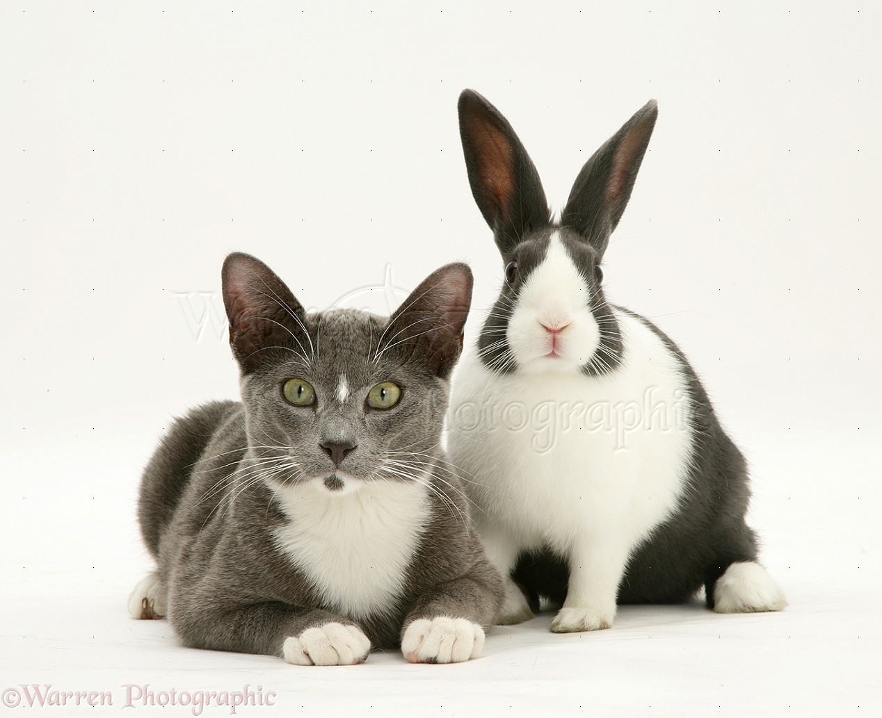 Pets: Burmese-cross cat and Dutch rabbit photo WP12638