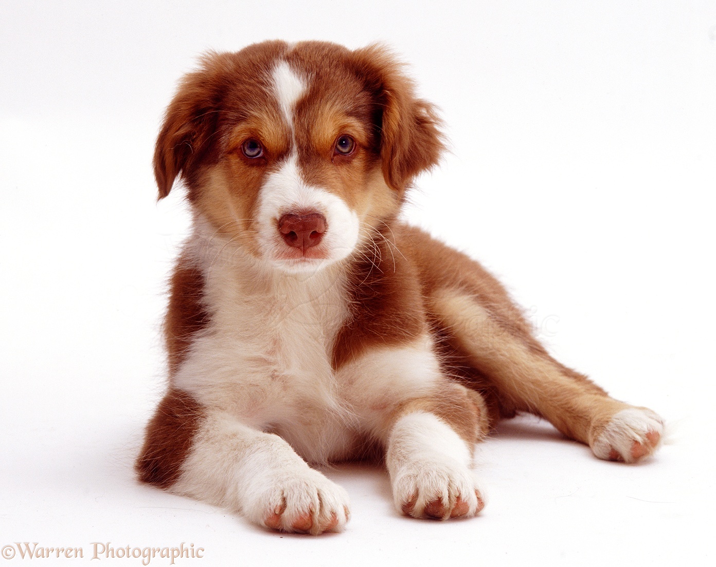Red tricolour Border Collie dog pup photo WP12804