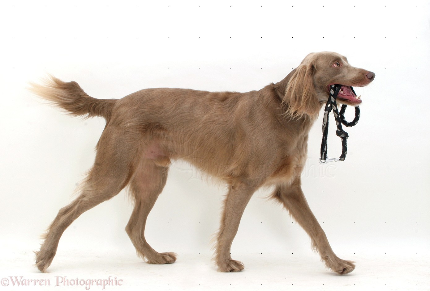 Long-haired Weimaraner dog trotting across photo WP14169