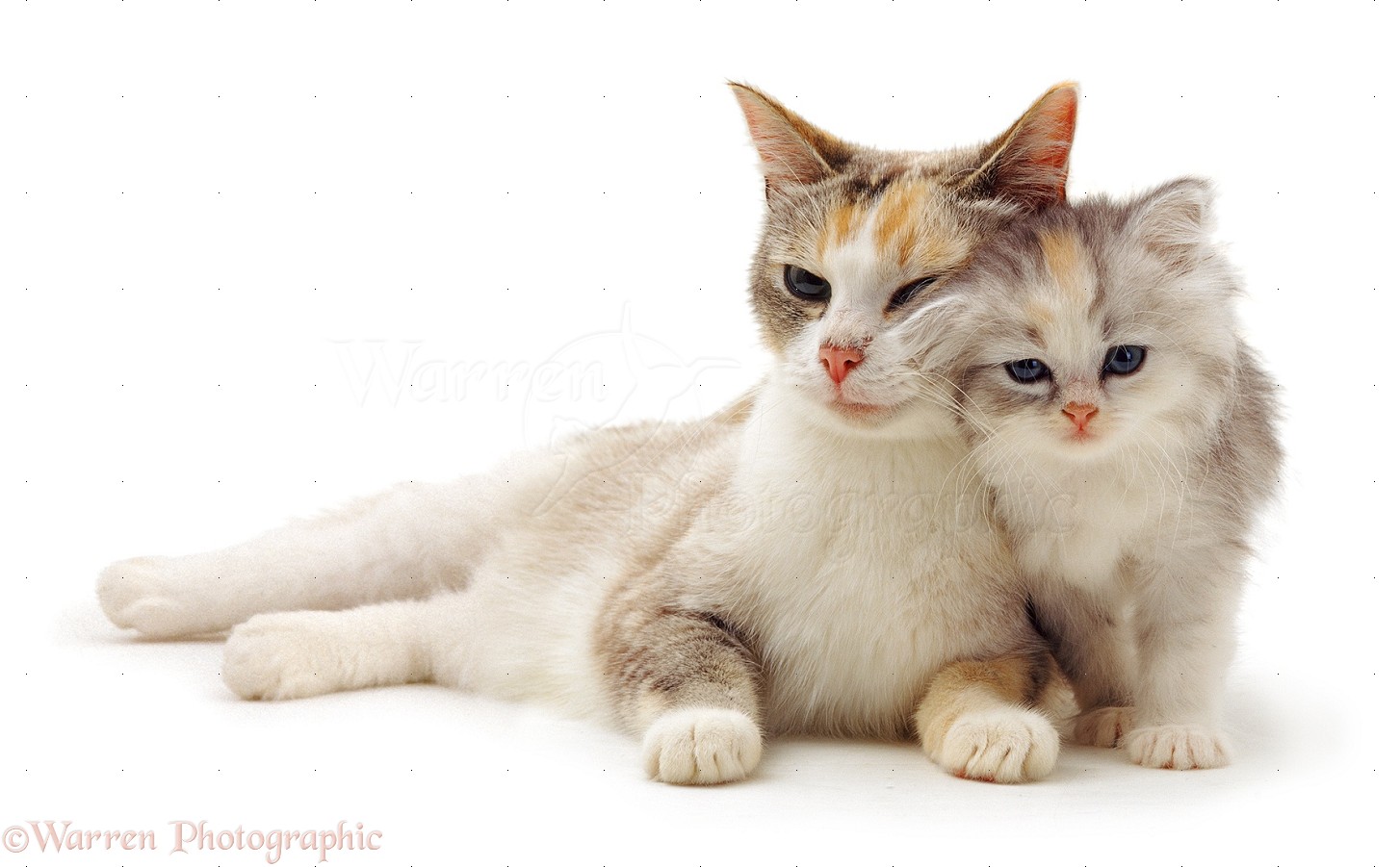 Cute cat and kitten photo WP14196