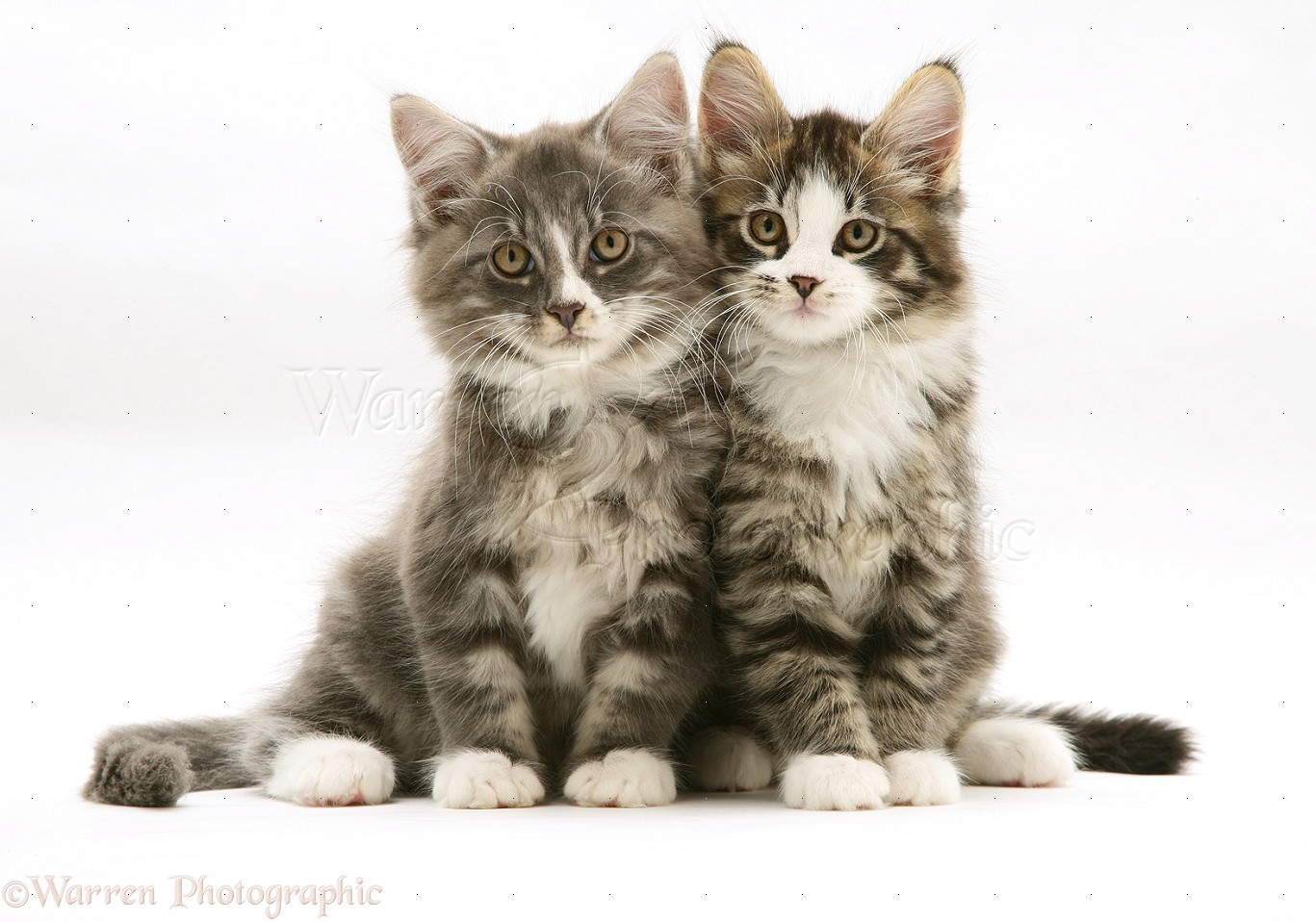 Maine Coon kittens photo WP14295